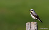 Northern Wheatear (Oenanthe oenanthe) M