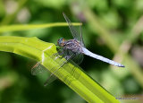 Keeled Skimmer (Orthetrum coerulescens) M