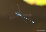 Dainty Damselfly (Coenagrion scitulum) M