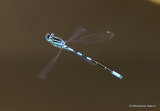 Dainty Damselfly (Coenagrion scitulum) M