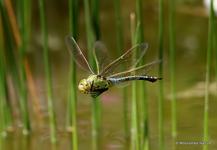 Emperor (Anax imperator) F