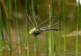 Emperor (Anax imperator) F