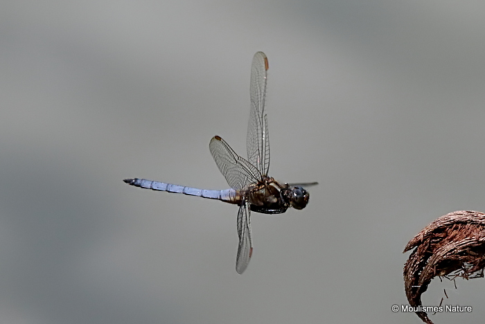 Keeled Skimmer (Orthetrum coerulescens) M