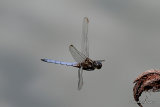 Keeled Skimmer (Orthetrum coerulescens) M