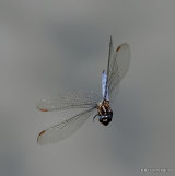 Keeled Skimmer (Orthetrum coerulescens) M