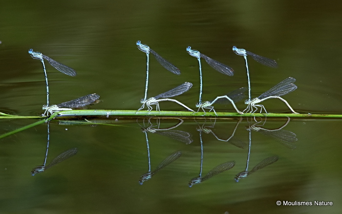 White-legged Damselflies (Platycnemis pennipes)