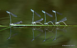White-legged Damselflies (Platycnemis pennipes)