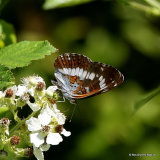 White Admiral (Limenitis camilla)
