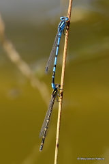 Common Blue Damselflies (Enallagma cyathigerum)