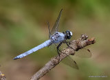 Southern Skimmer (Orthetrum brunneum) M