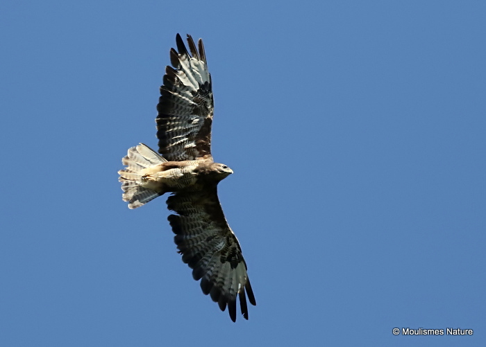 Buteo buteo ad