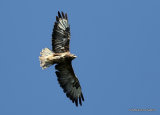 Buteo buteo ad