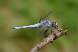 Southern Skimmer (Orthetrum brunneum) M