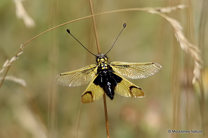 Owlfly sp. Libelloides longicornis