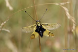 Owlfly sp. Libelloides longicornis
