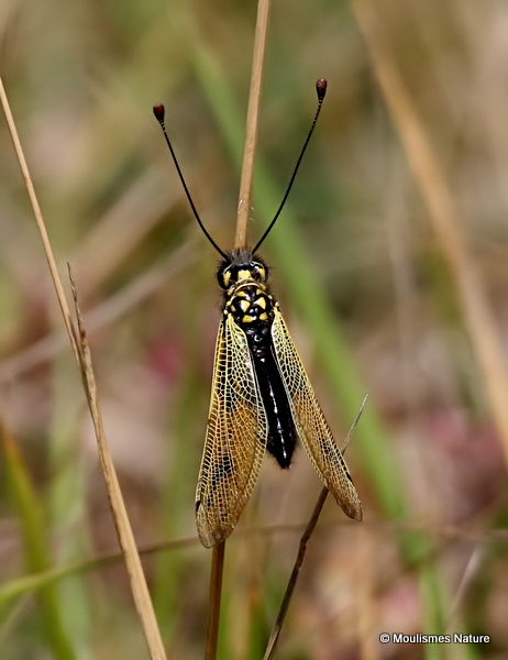 Owlfly sp. Libelloides longicornis