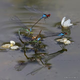 Small Red-eyed Damselflies (Erythromma viridulum)