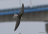 Black Tern (Chlidonias niger) juvenile