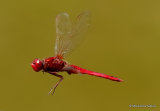 Scarlet Darter (Crocothemis erythraea) M