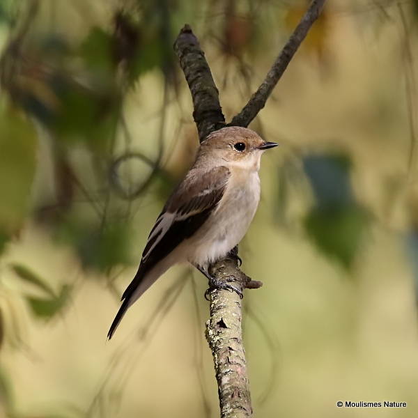 Pied Flycatcher (Ficedula hypoleuca)