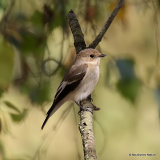 Pied Flycatcher (Ficedula hypoleuca)