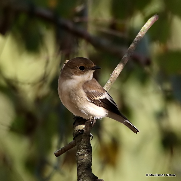 Pied Flycatcher (Ficedula hypoleuca)