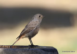 Black Redstart (Phoenicurus ochruros) F-type