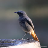 Black Redstart (Phoenicurus ochruros) M