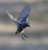 Black Redstart (Phoenicurus ochruros) M