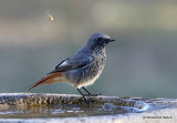 Black Redstart (Phoenicurus ochruros) M