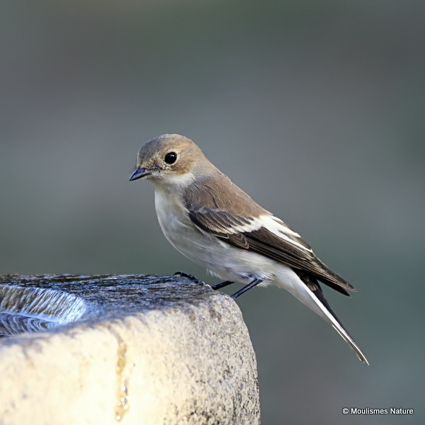 Pied Flycatcher (Ficedula hypoleuca)