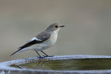 Pied Flycatcher (Ficedula hypoleuca)
