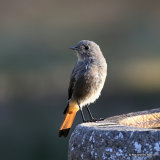Black Redstart (Phoenicurus ochruros) F-type