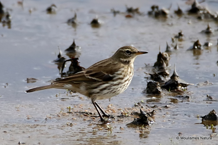 Water Pipit (Anthus spinoletta)