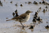 Water Pipit (Anthus spinoletta)