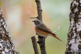 Common Redstart (Phoenicurus phoenicurus) M-1W