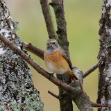 Common Redstart (Phoenicurus phoenicurus) M-1W