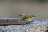 Common Chiffchaff (Phylloscopus collybita)