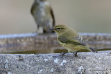 Common Chiffchaff (Phylloscopus collybita)
