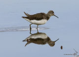 Green Sandpiper (Tringa ochropus) Ad-W