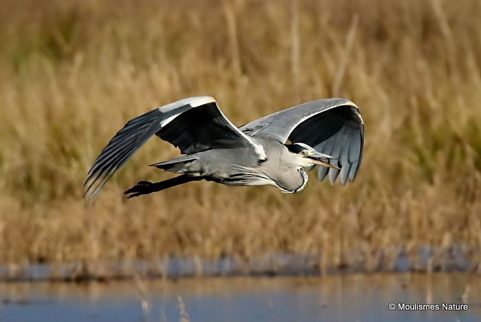 Grey Heron (Ardea cinerea) Ad, Héron cendré