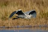 Grey Heron (Ardea cinerea) Ad, Héron cendré