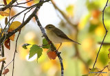 Willow Warbler (Phylloscopus trochilus)