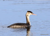 Great Crested Grebe (Podiceps cristatus) Ad-W
