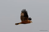 Circus aeruginosus Juv