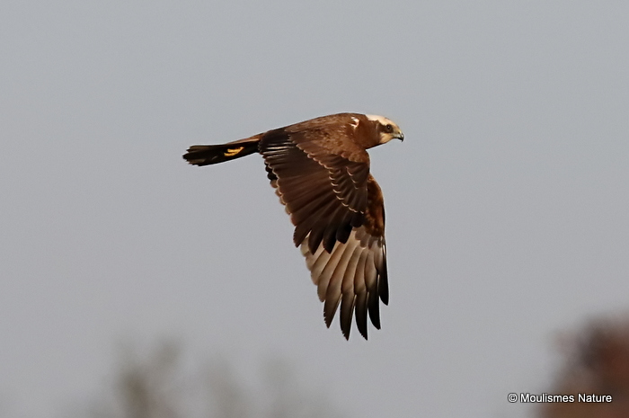 Circus aeruginosus Juv