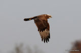 Circus aeruginosus Juv