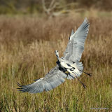 Grey Heron (Ardea cinerea) Ad, Héron cendré