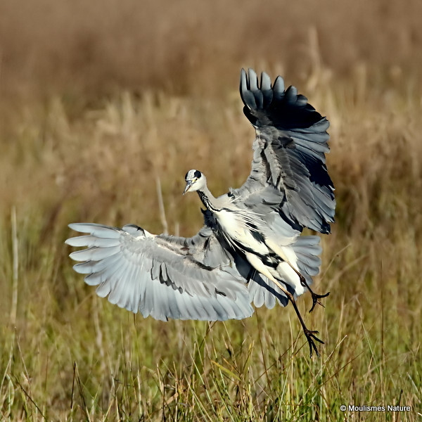 Grey Heron (Ardea cinerea) Ad, Héron cendré