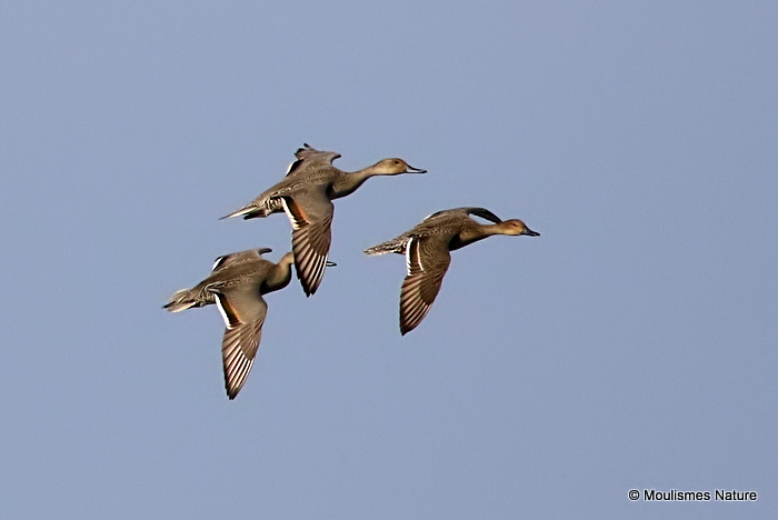 Northern Pintail (Anas acuta), Canard pilet